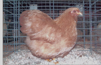 2007 pullet 2007 pullet